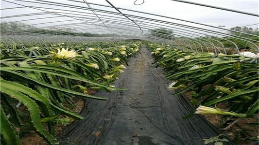 農(nóng)業(yè)生產(chǎn)防草布的好處